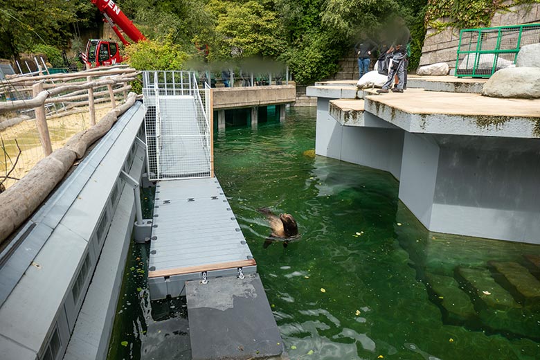 Kalifornischer Seelöwen-Bulle TEUN am 7. August 2023 im Wasser des Erweiterungs-Bereichs im Zoo Wuppertal