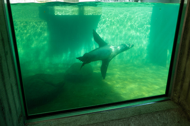Kalifornischer Seelöwen-Bulle TEUN am 7. August 2023 unter Wasser im Erweiterungs-Bereich im Wuppertaler Zoo
