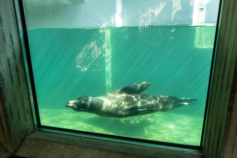 Kalifornischer Seelöwen-Bulle TEUN am 7. August 2023 unter Wasser im Erweiterungs-Bereich im Grünen Zoo Wuppertal