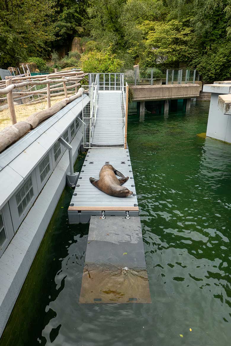 Kalifornischer Seelöwen-Bulle TEUN am 8. August 2023 auf dem Ponton-Steg im Erweiterungs-Bereich der Seelöwen-Anlage im Wuppertaler Zoo