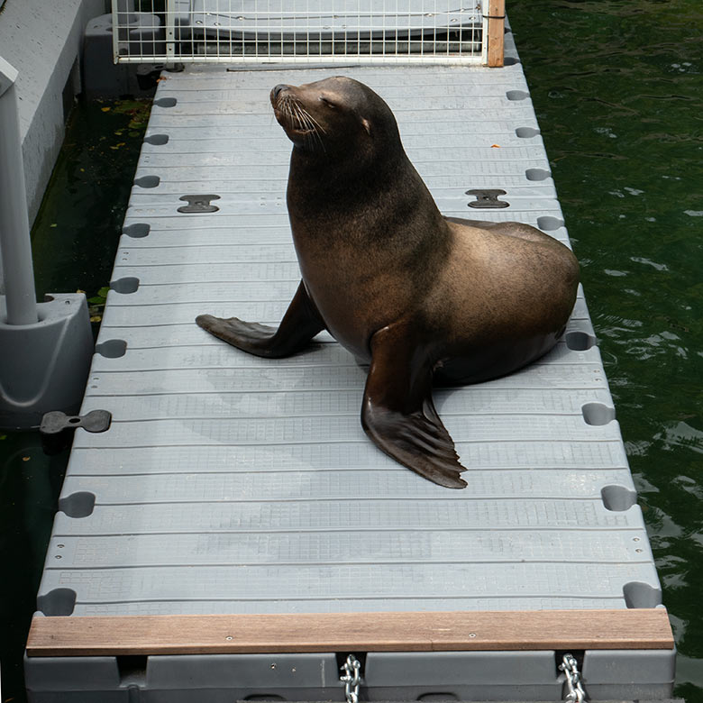 Kalifornischer Seelöwen-Bulle TEUN am 8. August 2023 auf dem Ponton-Steg im Erweiterungs-Bereich der Seelöwen-Anlage im Grünen Zoo Wuppertal