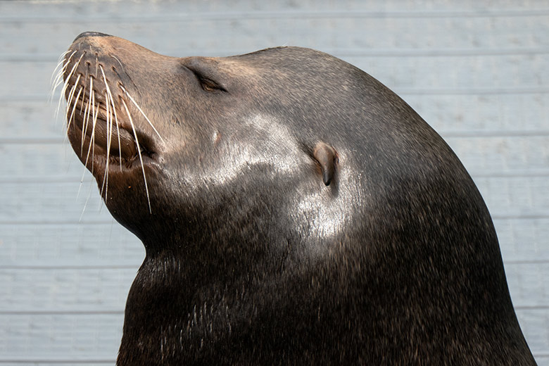 Kalifornischer Seelöwen-Bulle TEUN am 8. August 2023 auf dem Ponton-Steg im Erweiterungs-Bereich der Seelöwen-Anlage im Zoologischen Garten Wuppertal