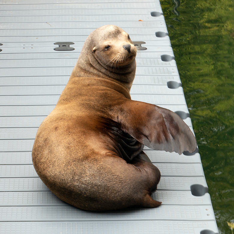 Kalifornischer Seelöwen-Bulle TEUN am 8. August 2023 auf dem Ponton-Steg im Erweiterungs-Bereich der Seelöwen-Anlage im Zoo Wuppertal