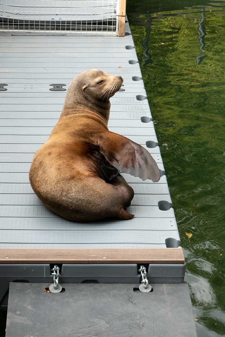 Kalifornischer Seelöwen-Bulle TEUN am 8. August 2023 auf dem Ponton-Steg im Erweiterungs-Bereich der Seelöwen-Anlage im Wuppertaler Zoo