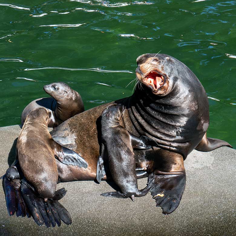 Kalifornischer Seelöwen-Bulle MYLO mit den drei Jungtieren ADAY, SONNY und und JACK am 10. August 2023 auf der kleinen Insel im Seelöwen-Becken im Wuppertaler Zoo