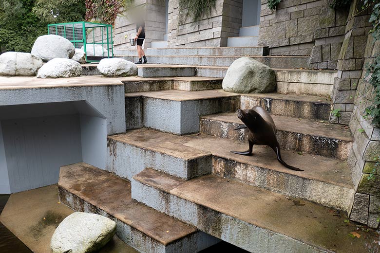 Kalifornischer Seelöwen-Bulle TEUN am 24. August 2023 im Erweiterungs-Bereich der Seelöwen-Anlage im Grünen Zoo Wuppertal