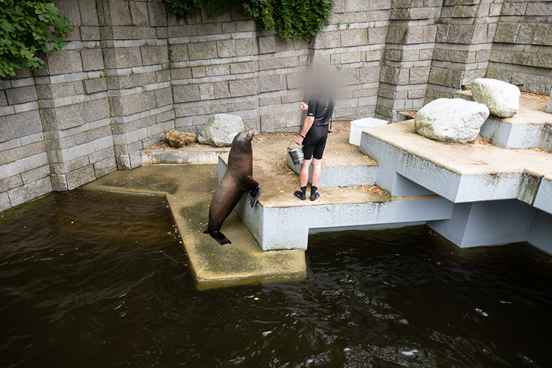 Kalifornischer Seelöwen-Bulle TEUN am 24. August 2023 im Erweiterungs-Bereich der Seelöwen-Anlage im Zoo Wuppertal