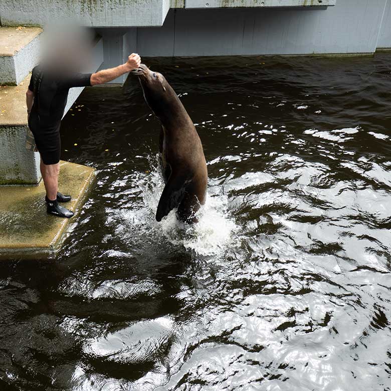 Kalifornischer Seelöwen-Bulle TEUN am 24. August 2023 im Erweiterungs-Bereich der Seelöwen-Anlage im Wuppertaler Zoo