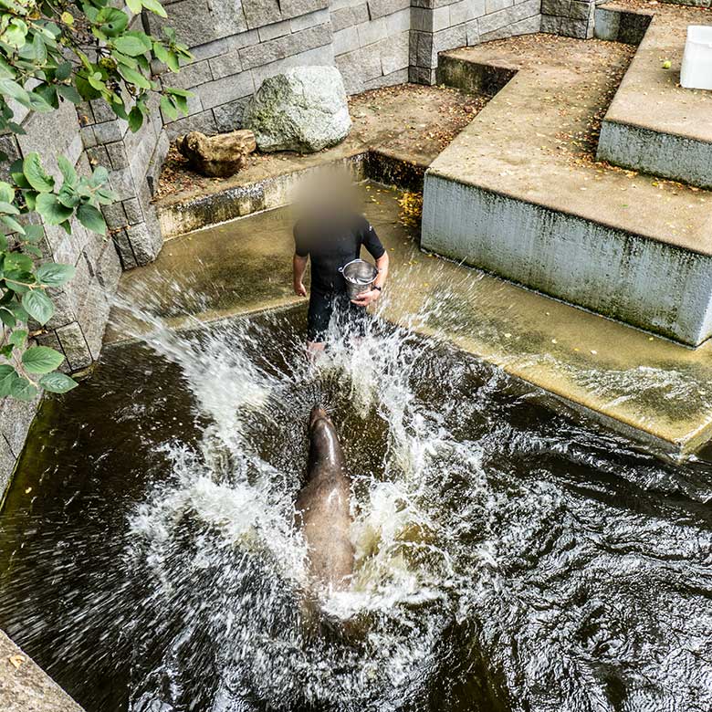 Kalifornischer Seelöwen-Bulle TEUN am 24. August 2023 im Erweiterungs-Bereich der Seelöwen-Anlage im Grünen Zoo Wuppertal