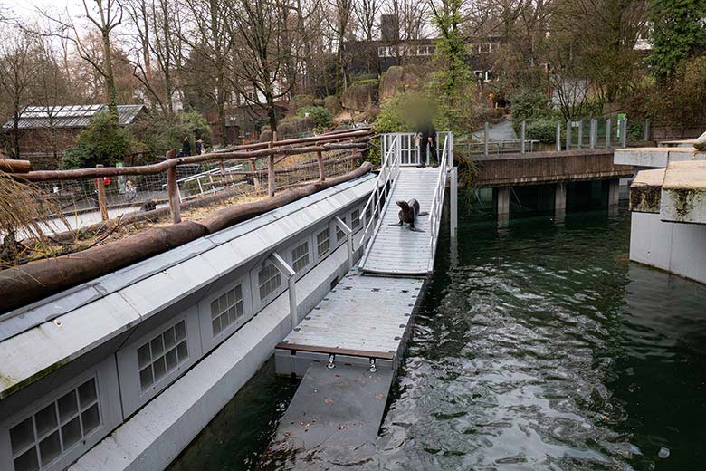Kalifornische Seelöwin NIKE am 15. Dezember 2023 auf dem Schwimm-Steg der Erweiterungs-Anlage im Grünen Zoo Wuppertal