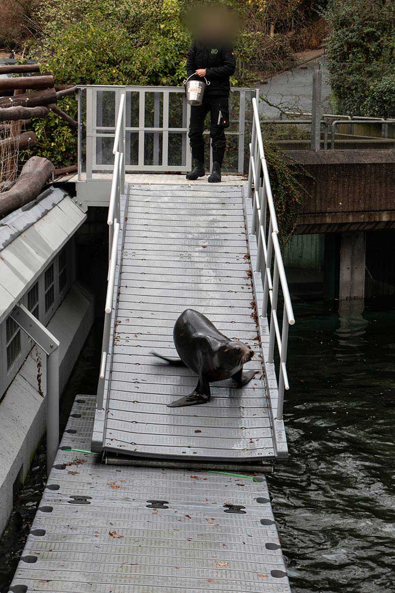 Kalifornische Seelöwin NIKE am 15. Dezember 2023 auf dem Schwimm-Steg der Erweiterungs-Anlage im Zoologischen Garten der Stadt Wuppertal