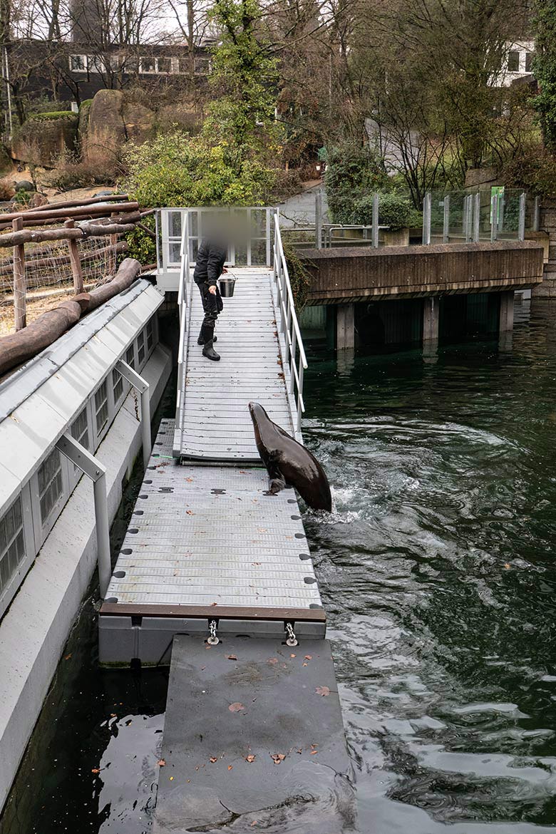 Kalifornische Seelöwin NIKE am 15. Dezember 2023 auf dem Schwimm-Steg der Erweiterungs-Anlage im Wuppertaler Zoo