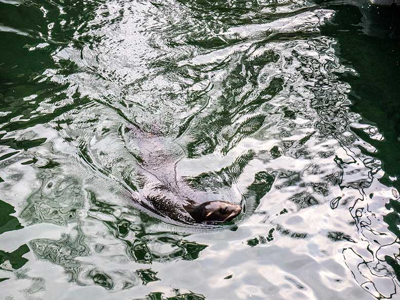 Kalifornische Seelöwin NIKE am 15. Dezember 2023 im Wasser der Erweiterungs-Anlage im Zoologischen Garten Wuppertal