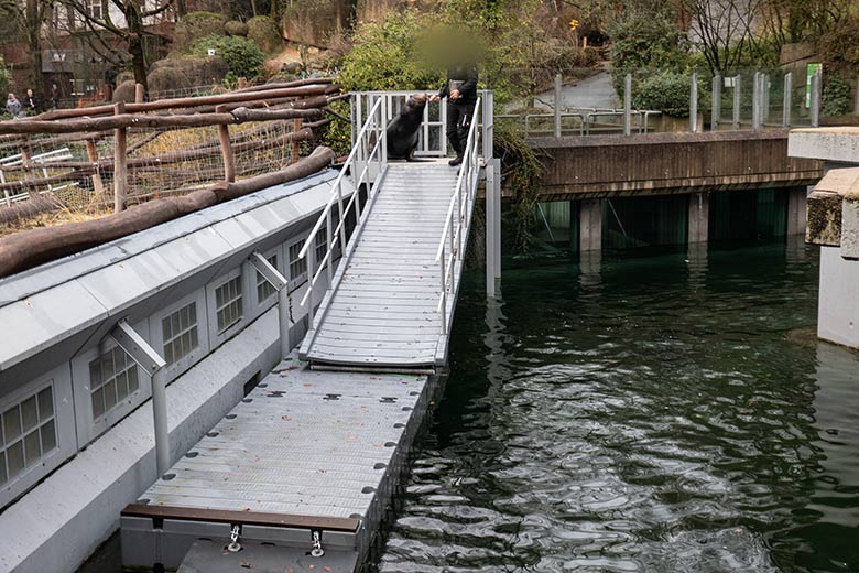 Kalifornischer Seelöwen-Bulle MYLO am 15. Dezember 2023 auf der oberen Plattform des Schwimm-Steg der Erweiterungs-Anlage im Wuppertaler Zoo