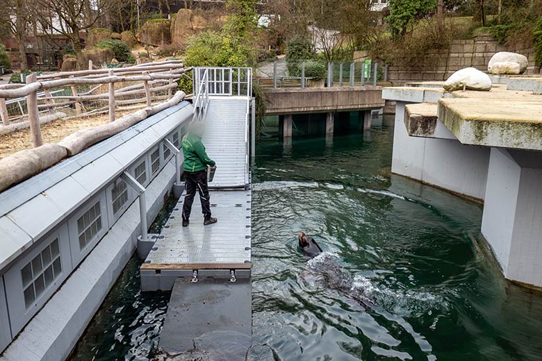 Kalifornischer Seelöwen-Bulle MYLO am 25. Januar 2024 auf der Erweiterungsanlage im Grünen Zoo Wuppertal