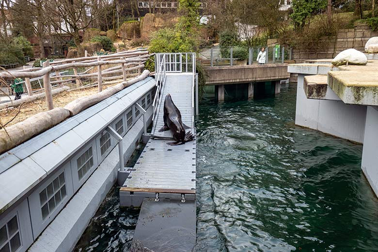 Kalifornischer Seelöwen-Bulle MYLO am 25. Januar 2024 auf der Erweiterungsanlage im Zoologischen Garten Wuppertal