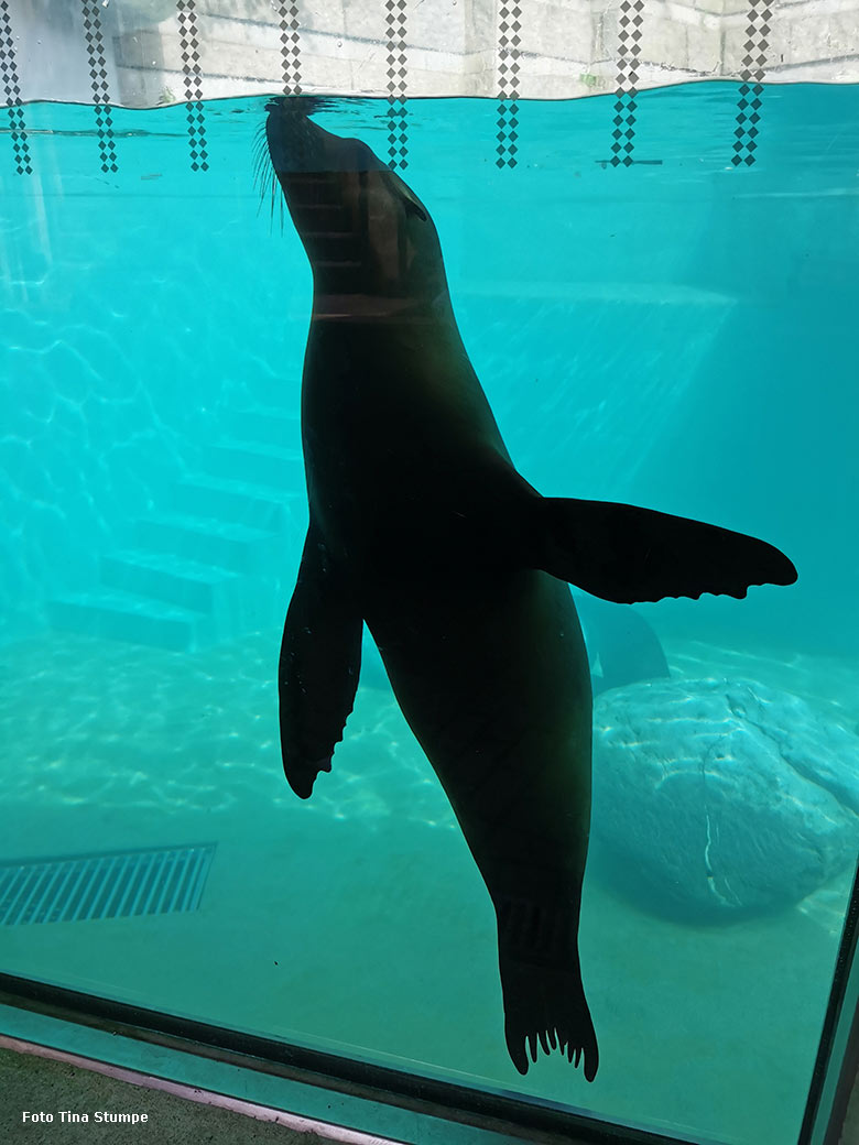 Kalifornischer Seelöwe unter Wasser am 14. April 2024 auf der Erweiterungs-Anlage der Seelöwen im Grünen Zoo Wuppertal (Foto Tina Stumpe)