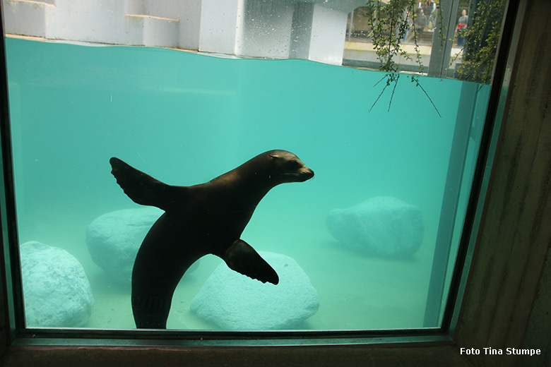 Kalifornischer Seelöwe unter Wasser am 14. April 2024 auf der Erweiterungs-Anlage der Seelöwen im Zoologischen Garten Wuppertal (Foto Tina Stumpe)