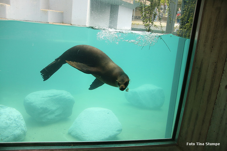 Kalifornischer Seelöwe unter Wasser am 14. April 2024 auf der Erweiterungs-Anlage der Seelöwen im Zoo Wuppertal (Foto Tina Stumpe)