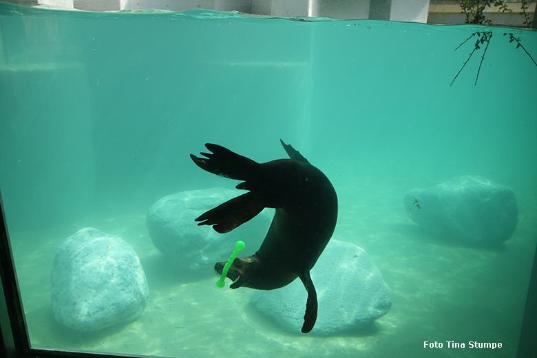 Kalifornischer Seelöwe unter Wasser am 14. April 2024 auf der Erweiterungs-Anlage der Seelöwen im Wuppertaler Zoo (Foto Tina Stumpe)