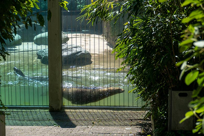 Kalifornische Seelöwen-Kühe NIKE und KUBA am 6. Juni 2024 auf der Mutter-Kind-Anlage im Wuppertaler Zoo wenige Tage vor der Geburt des ersten Seelöwen-Jungtiers des Jahres 2024