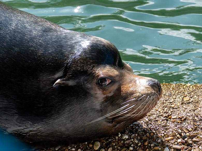 Kalifornischer Seelöwen-Bulle MYLO am 8. Juni 2024 auf dem Rand des Seelöwen-Beckens im Grünen Zoo Wuppertal