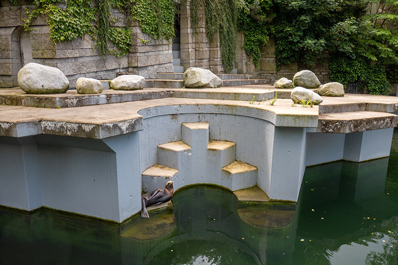 Kalifornische Seelöwen-Kuh PEBBLES am 11. Juni 2024 auf der Mittel-Treppe der Erweiterungsanlage im Grünen Zoo Wuppertal