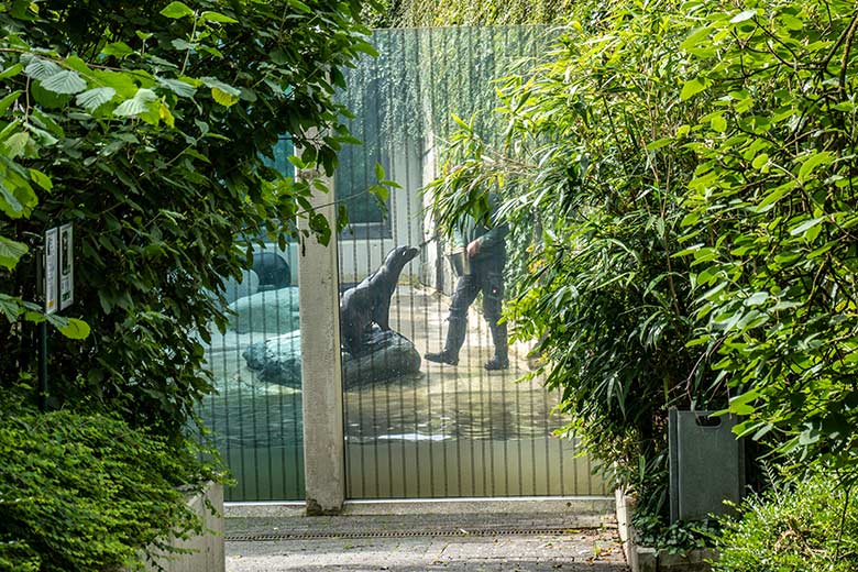 Kalifornische Seelöwen-Kühe NIKE und KUBA (vorn) am 18. Juni 2024 bei der Fütterung auf der Mutter-Kind-Anlage im Grünen Zoo Wuppertal