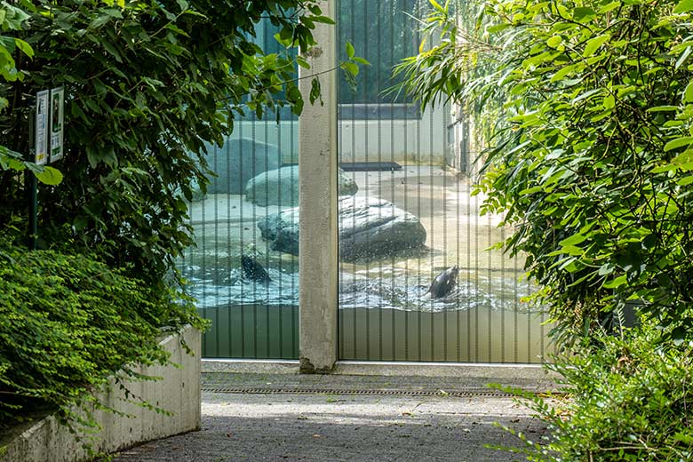 Kalifornische Seelöwen-Kühe PEBBLES und NIKE (rechts) am 18. Juni 2024 auf der Mutter-Kind-Anlage im Wuppertaler Zoo