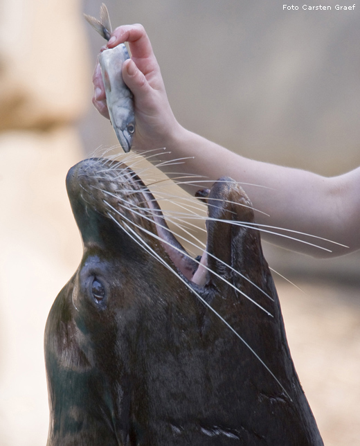 Kalifornischer Seelöwe im Zoo Wuppertal im Juli 2008 (Foto Carsten Graef)