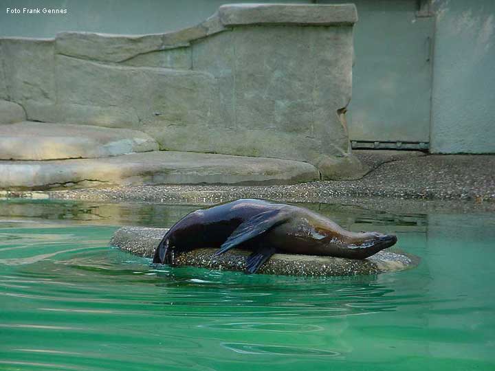 Kalifornischer Seelöwe im Zoologischen Garten Wuppertal im Juni 2004 (Foto Frank Gennes)