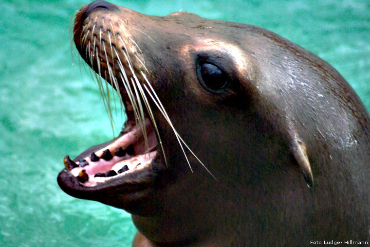 Kalifornischer Seelöwe im Zoo Wuppertal im November 2007 (Foto Ludger Hillmann)