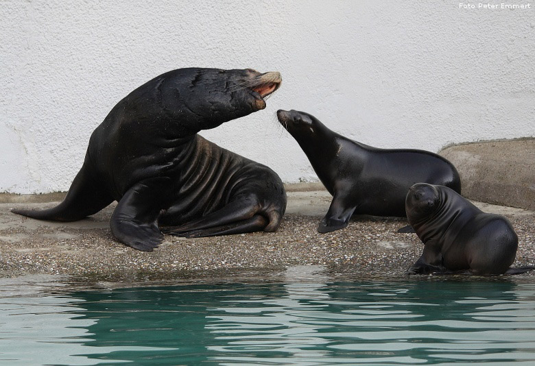 Kalifornischer Seelöwe im Wuppertaler Zoo im Februar 2009 (Foto Peter Emmert)