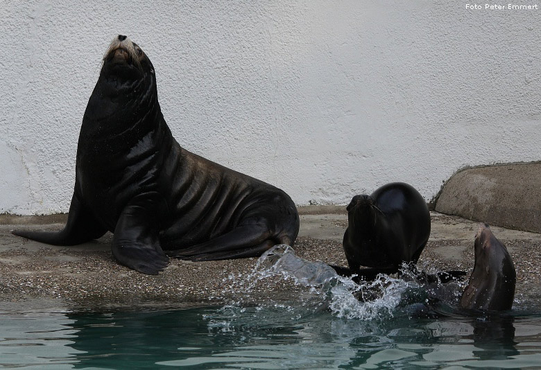 Kalifornischer Seelöwe im Zoo Wuppertal im Februar 2009 (Foto Peter Emmert)