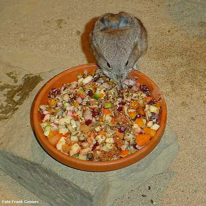 Kurzohrige Elefantenspitzmaus im Wuppertaler Zoo im Dezember 2003 (Foto Frank Gennes)