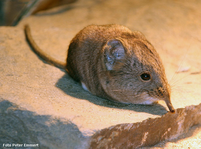 Kurzohrige Elefantenspitzmaus im Wuppertaler Zoo im August 2005 (Foto Peter Emmert)