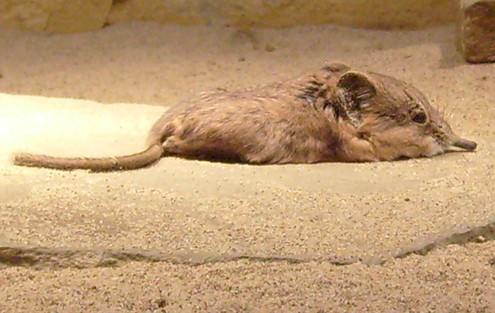 Kurzohrige Elefantenspitzmaus im Wuppertaler Zoo im April 2008