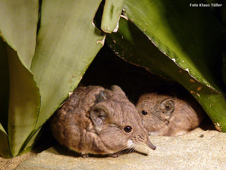 Kurzohrige Elefantenspitzmäuse am 27. Juli 2009 im Schau-Terrarium im Großkatzen-Haus im Wuppertaler Zoo (Foto Klaus Tüller)