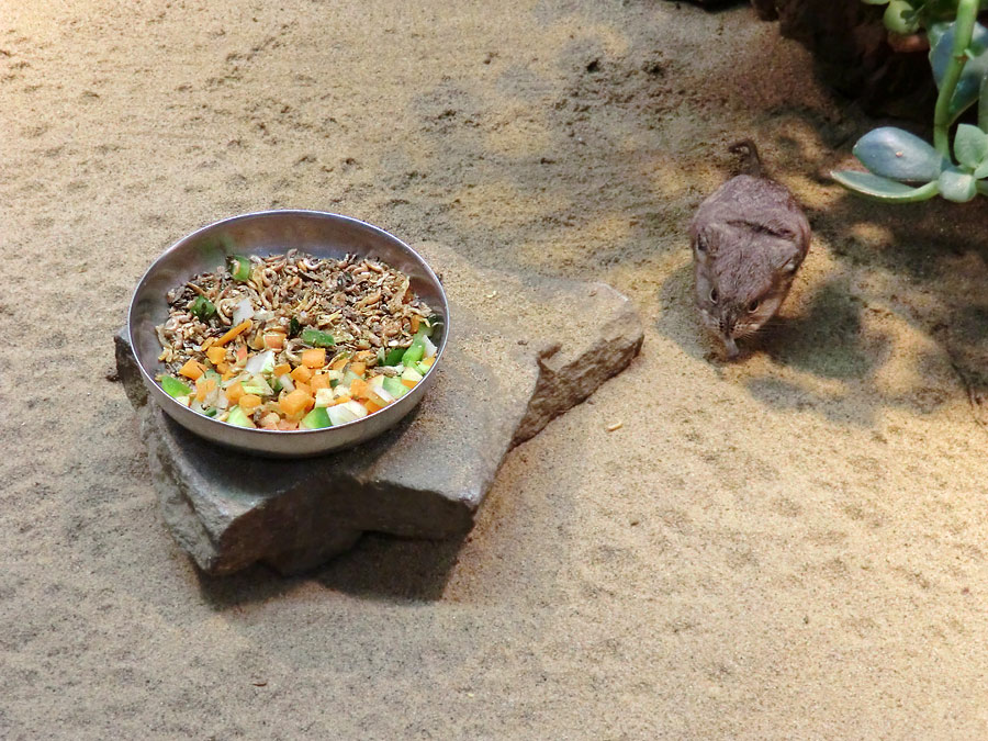 Kurzohrige Elefantenspitzmaus im Wuppertaler Zoo im Februar 2012