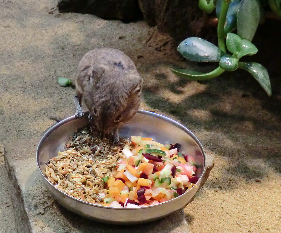 Kurzohrige Elefantenspitzmaus im Wuppertaler Zoo im Februar 2012