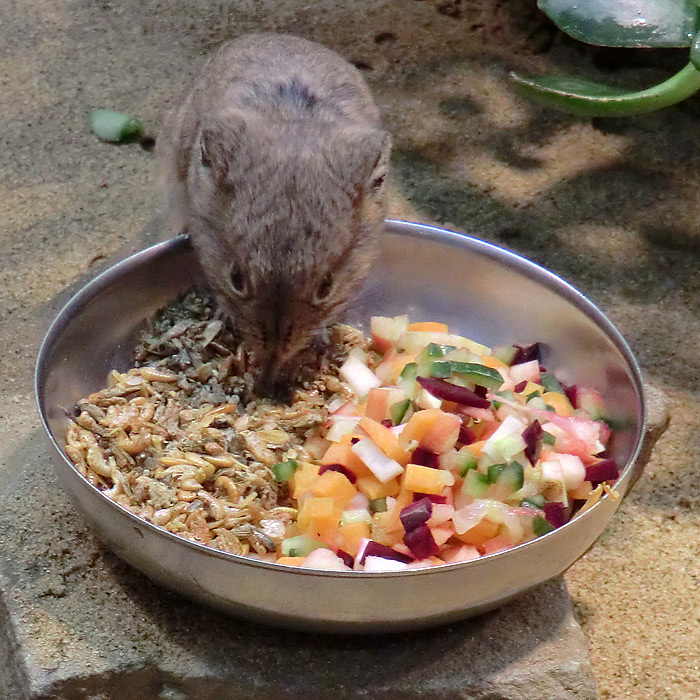 Kurzohrige Elefantenspitzmaus im Wuppertaler Zoo im Februar 2012