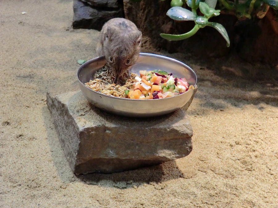 Kurzohrige Elefantenspitzmaus im Zoo Wuppertal im Februar 2012