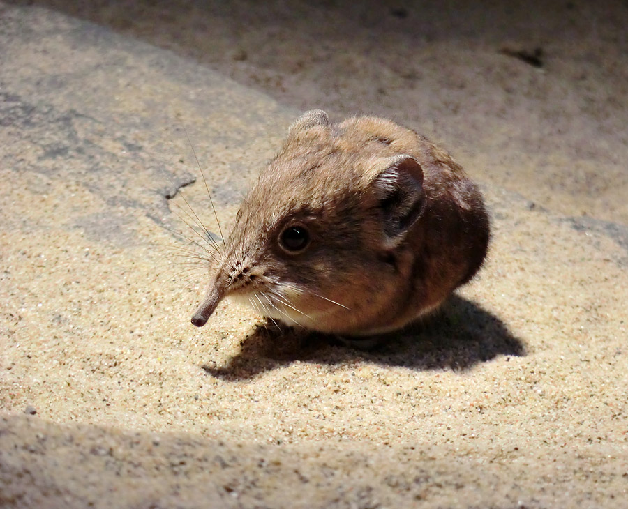 Kurzohrige Elefantenspitzmaus im Zoo Wuppertal im April 2012