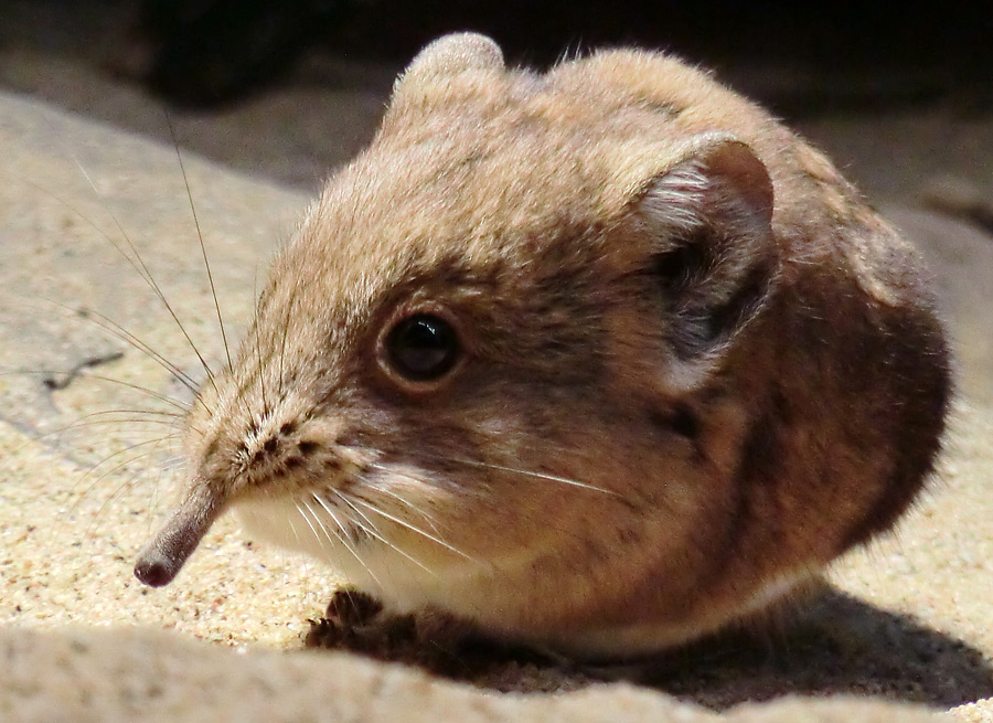 Kurzohrige Elefantenspitzmaus im Zoologischen Garten Wuppertal im April 2012