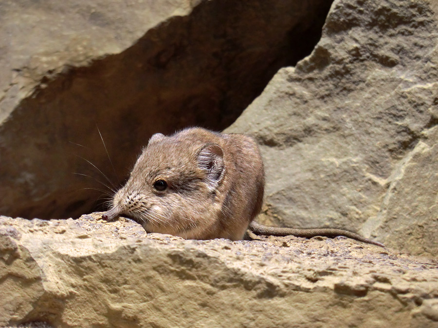 Kurzohrige Elefantenspitzmaus im Wuppertaler Zoo im April 2012