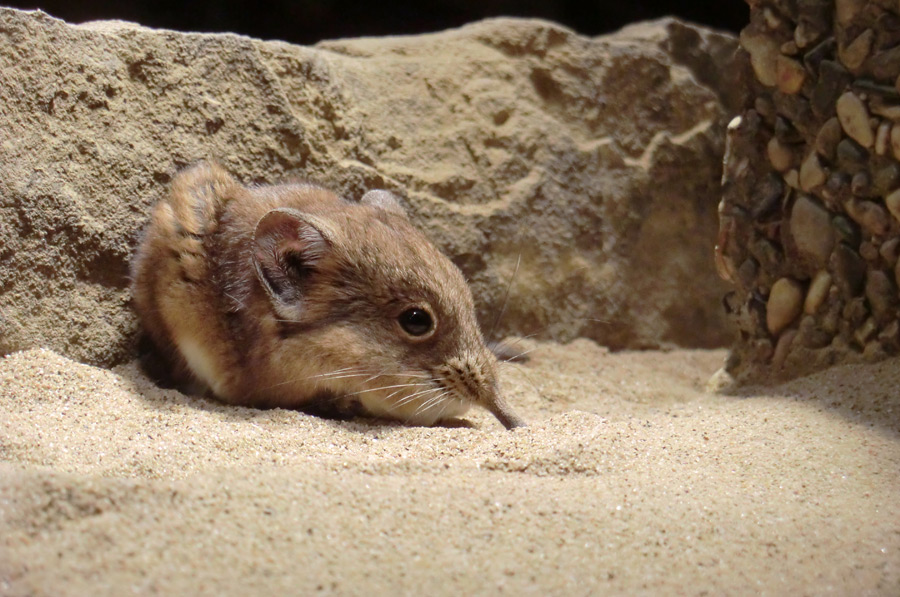 Kurzohrige Elefantenspitzmaus im Zoo Wuppertal im April 2012