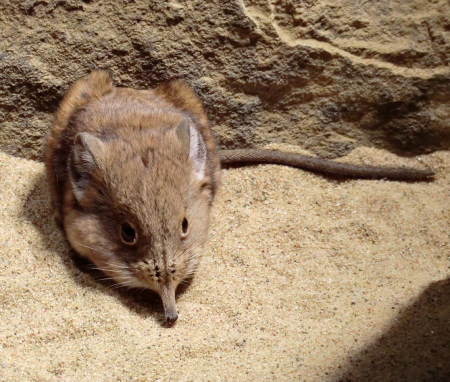 Kurzohrige Elefantenspitzmaus im Zoologischen Garten Wuppertal im April 2012