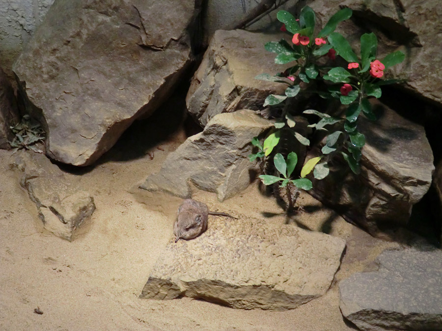 Kurzohrige Elefantenspitzmaus im Wuppertaler Zoo im April 2012