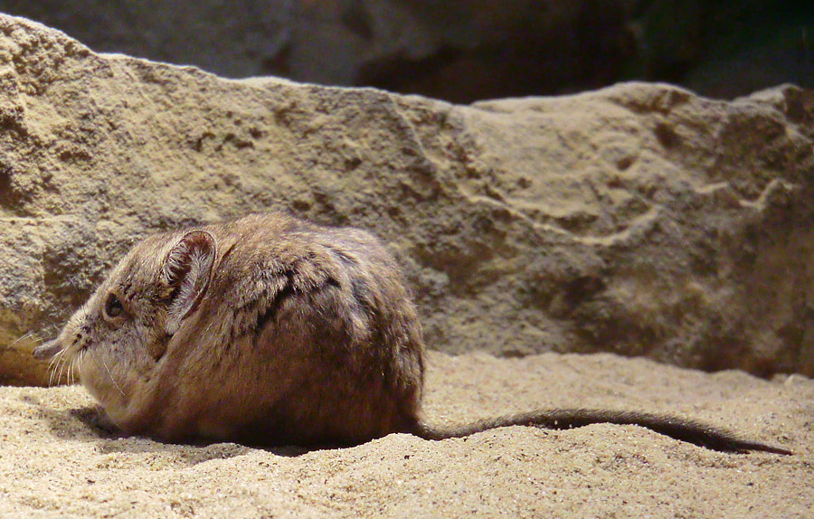 Kurzohrige Elefantenspitzmaus im Zoologischen Garten Wuppertal im April 2012