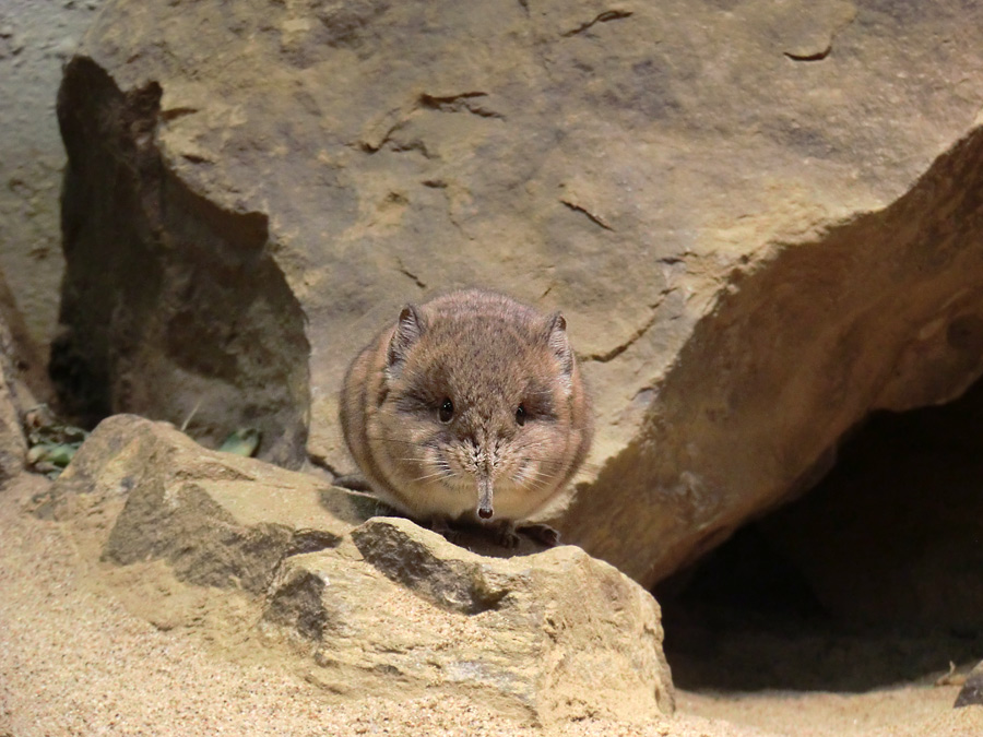 Kurzohrige Elefantenspitzmaus im Zoo Wuppertal im Juni 2012